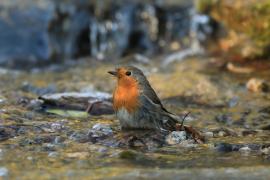 Rudzik - Erithacus rubecula - European Robin