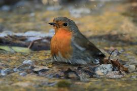 Rudzik - Erithacus rubecula - European Robin