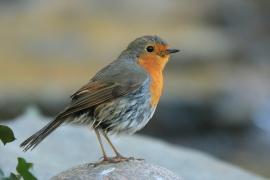 Rudzik - Erithacus rubecula - European Robin