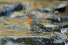 Rudzik - Erithacus rubecula - European Robin