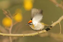 Zniczek - Regulus ignicapilla - Firecrest