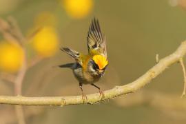 Zniczek - Regulus ignicapilla - Firecrest