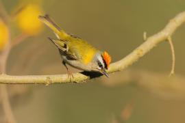 Zniczek - Regulus ignicapilla - Firecrest