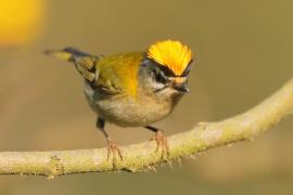 Zniczek - Regulus ignicapilla - Firecrest