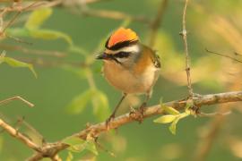 Zniczek - Regulus ignicapilla - Firecrest