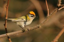 Zniczek - Regulus ignicapilla - Firecrest