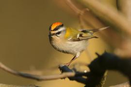 Zniczek - Regulus ignicapilla - Firecrest