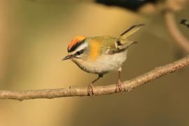 Zniczek - Regulus ignicapilla - Firecrest