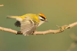 Zniczek - Regulus ignicapilla - Firecrest