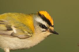 Zniczek - Regulus ignicapilla - Firecrest