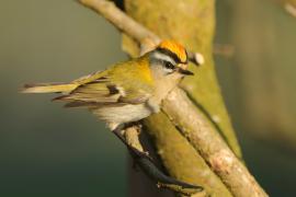 Zniczek - Regulus ignicapilla - Firecrest