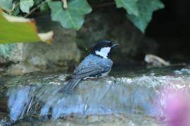 Sosnówka - Periparus ater - Coal Tit