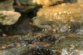 Piecuszek - Phylloscopus trochilus - Willow Warbler
