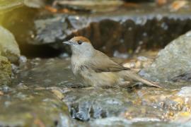 Kapturka - Sylvia atricapilla - Eurasian Blackcap