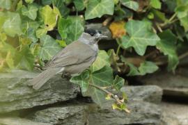Kapturka - Sylvia atricapilla - Eurasian Blackcap