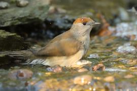 Kapturka - Sylvia atricapilla - Eurasian Blackcap