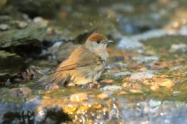 Kapturka - Sylvia atricapilla - Eurasian Blackcap
