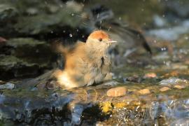 Kapturka - Sylvia atricapilla - Eurasian Blackcap