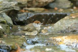 Kapturka - Sylvia atricapilla - Eurasian Blackcap
