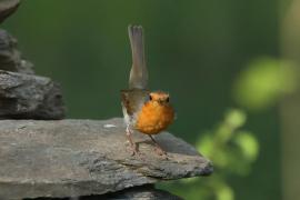 Rudzik - Erithacus rubecula - European Robin
