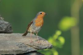 Rudzik - Erithacus rubecula - European Robin