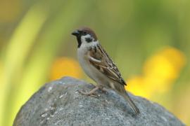Mazurek - Passer montanus - Eurasian Tree Sparrowh