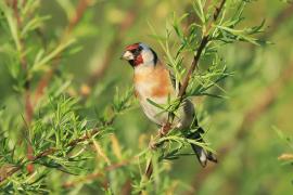 Szczygieł - Carduelis carduelis - European Goldfinch
