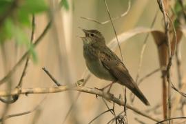 Świerszczak - Locustella naevia - Common Grasshopper-Warbler