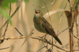 Świerszczak - Locustella naevia - Common Grasshopper-Warbler