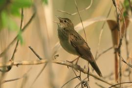 Świerszczak - Locustella naevia - Common Grasshopper-Warbler