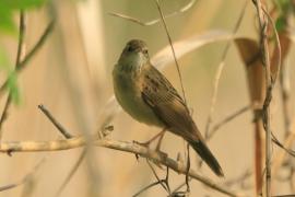 Świerszczak - Locustella naevia - Common Grasshopper-Warbler