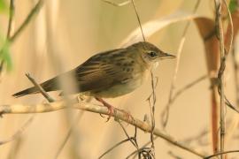 Świerszczak - Locustella naevia - Common Grasshopper-Warbler