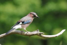 Sójka - Garrulus glandarius - Eurasian Jay