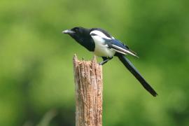 Sroka - Pica pica - Eurasian Magpie