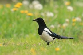 Sroka - Pica pica - Eurasian Magpie