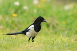 Sroka - Pica pica - Eurasian Magpie