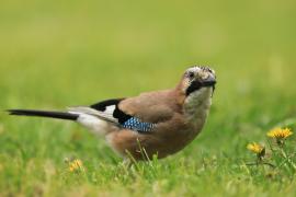 Sójka - Garrulus glandarius - Eurasian Jay