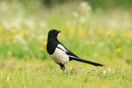 Sroka - Pica pica - Eurasian Magpie