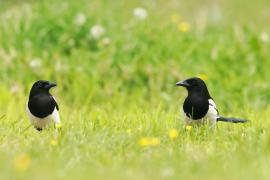Sroka - Pica pica - Eurasian Magpie