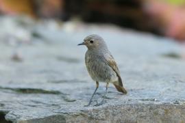 Kopciuszek - Phoenicurus ochruros - Black Redstart