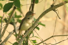 Łozówka - Acrocephalus palustris - Marsh Warbler