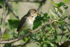 Łozówka - Acrocephalus palustris - Marsh Warbler