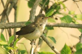 Łozówka - Acrocephalus palustris - Marsh Warbler