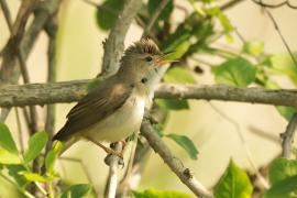 Łozówka - Acrocephalus palustris - Marsh Warbler