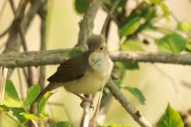 Łozówka - Acrocephalus palustris - Marsh Warbler
