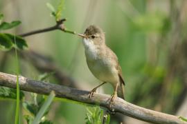 Łozówka - Acrocephalus palustris - Marsh Warbler