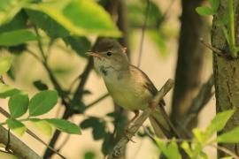 Łozówka - Acrocephalus palustris - Marsh Warbler