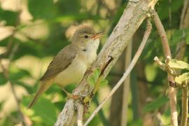 Łozówka - Acrocephalus palustris - Marsh Warbler