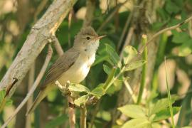 Łozówka - Acrocephalus palustris - Marsh Warbler