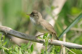 Łozówka - Acrocephalus palustris - Marsh Warbler